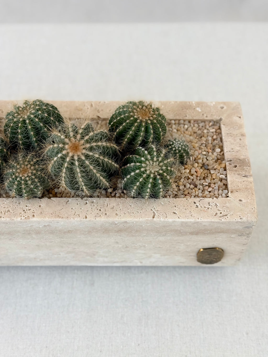 Parodia in Travertine