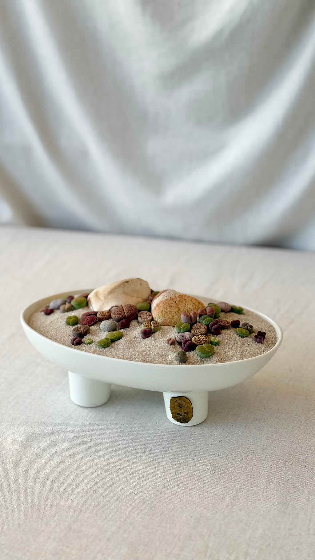 Lithops “Living stone” Arrangment
