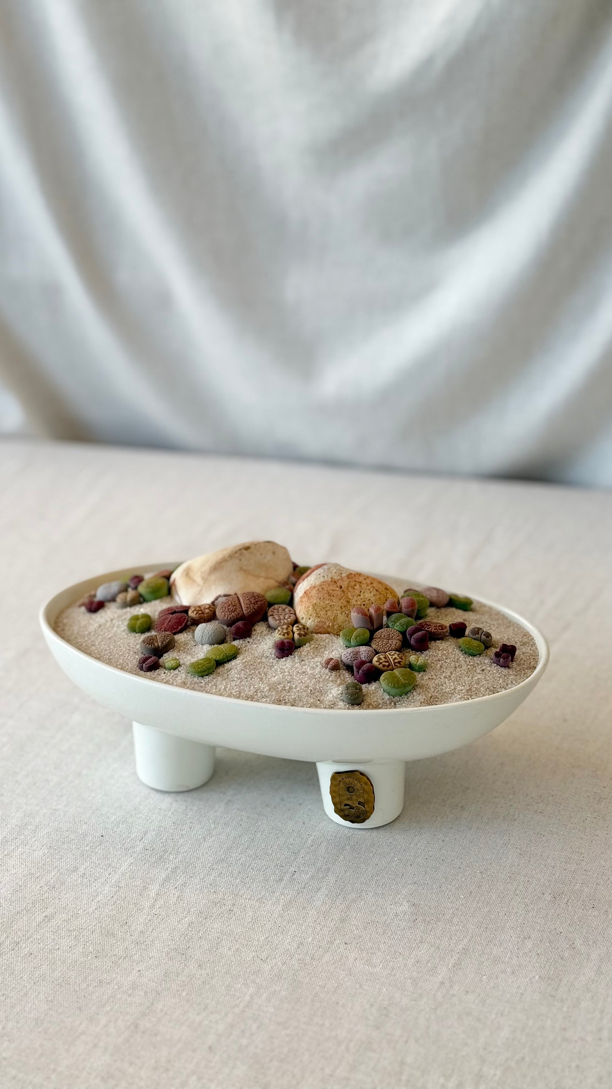 Lithops “Living stone” Arrangment