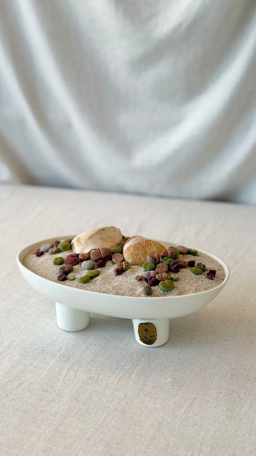 Lithops “Living stone” Arrangment