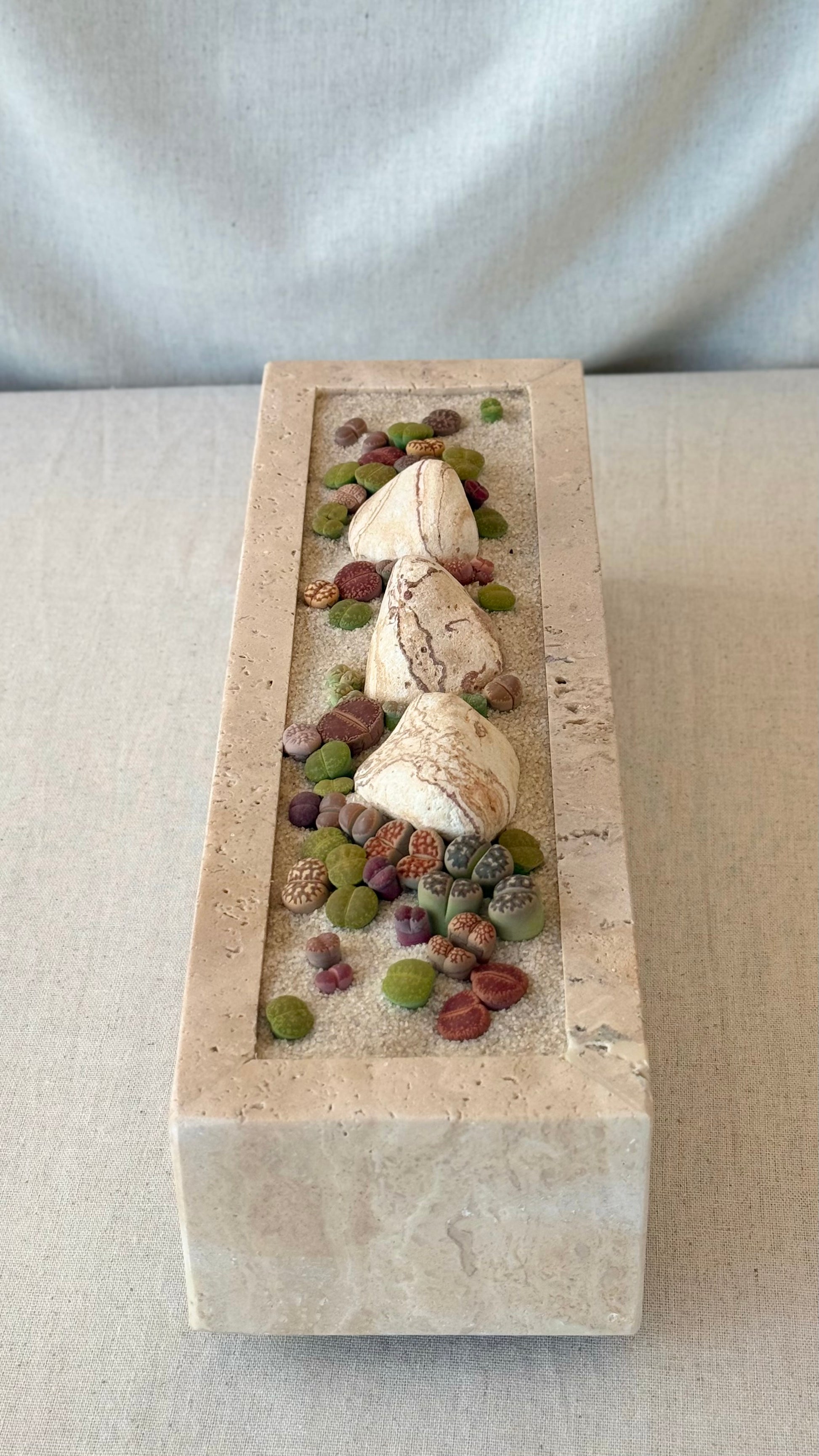 Beige Travertine and Lithops arrangement