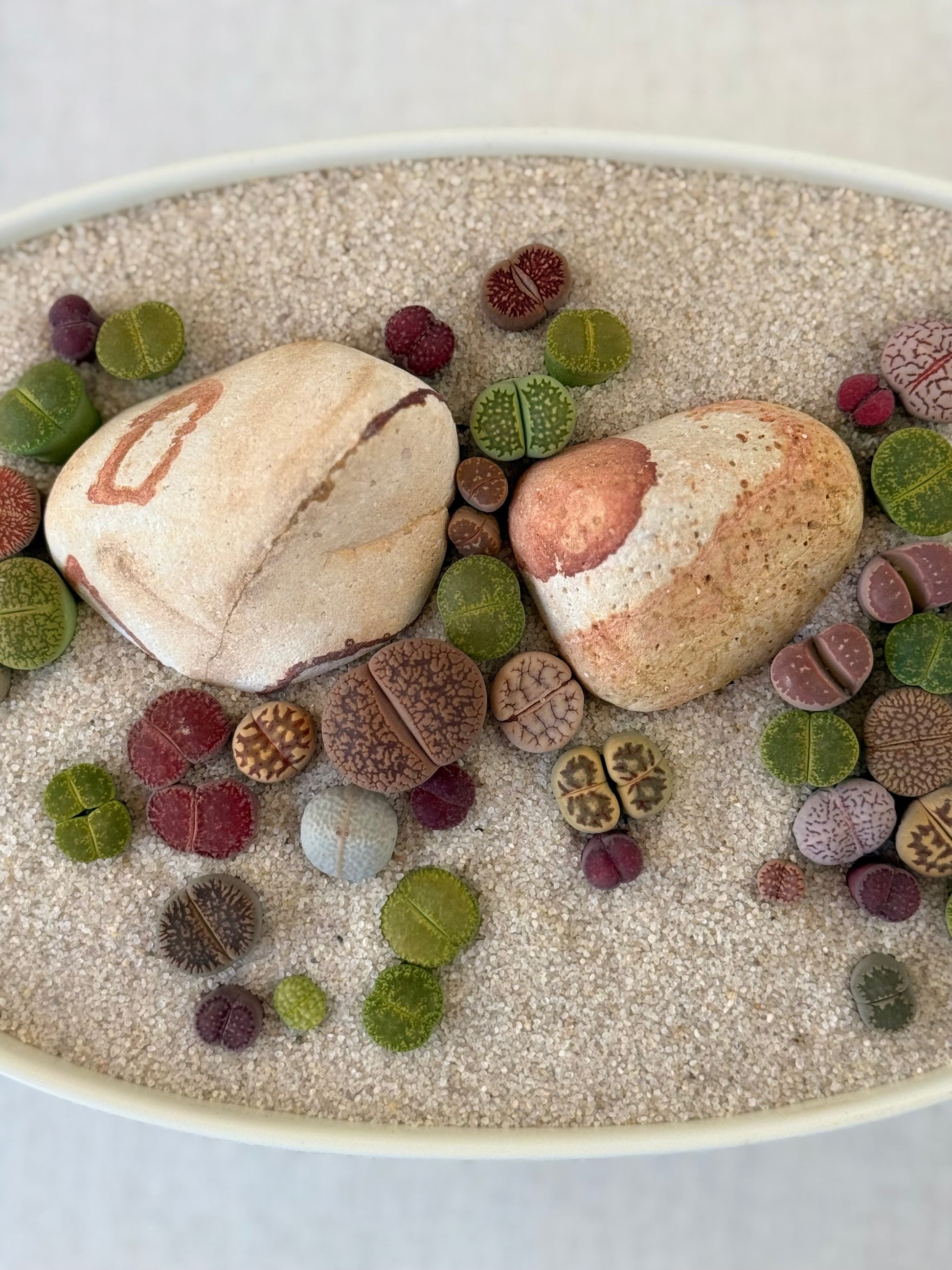 Lithops “Living stone” Arrangment