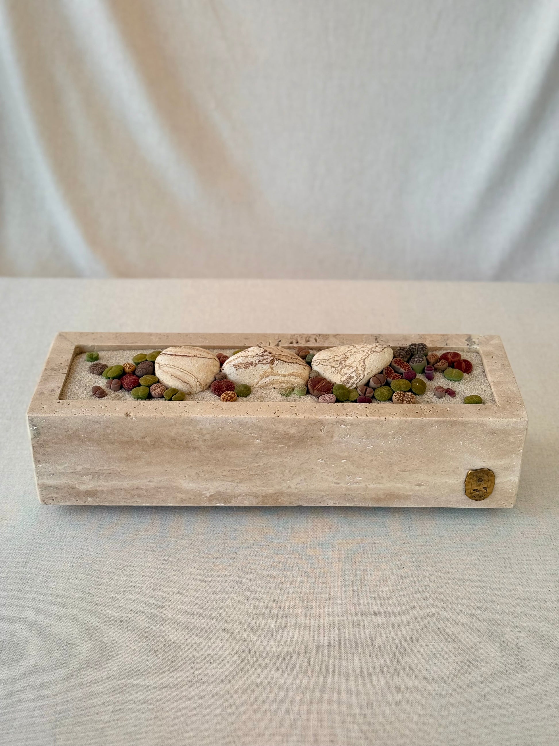Vibrant Lithops in Travertine