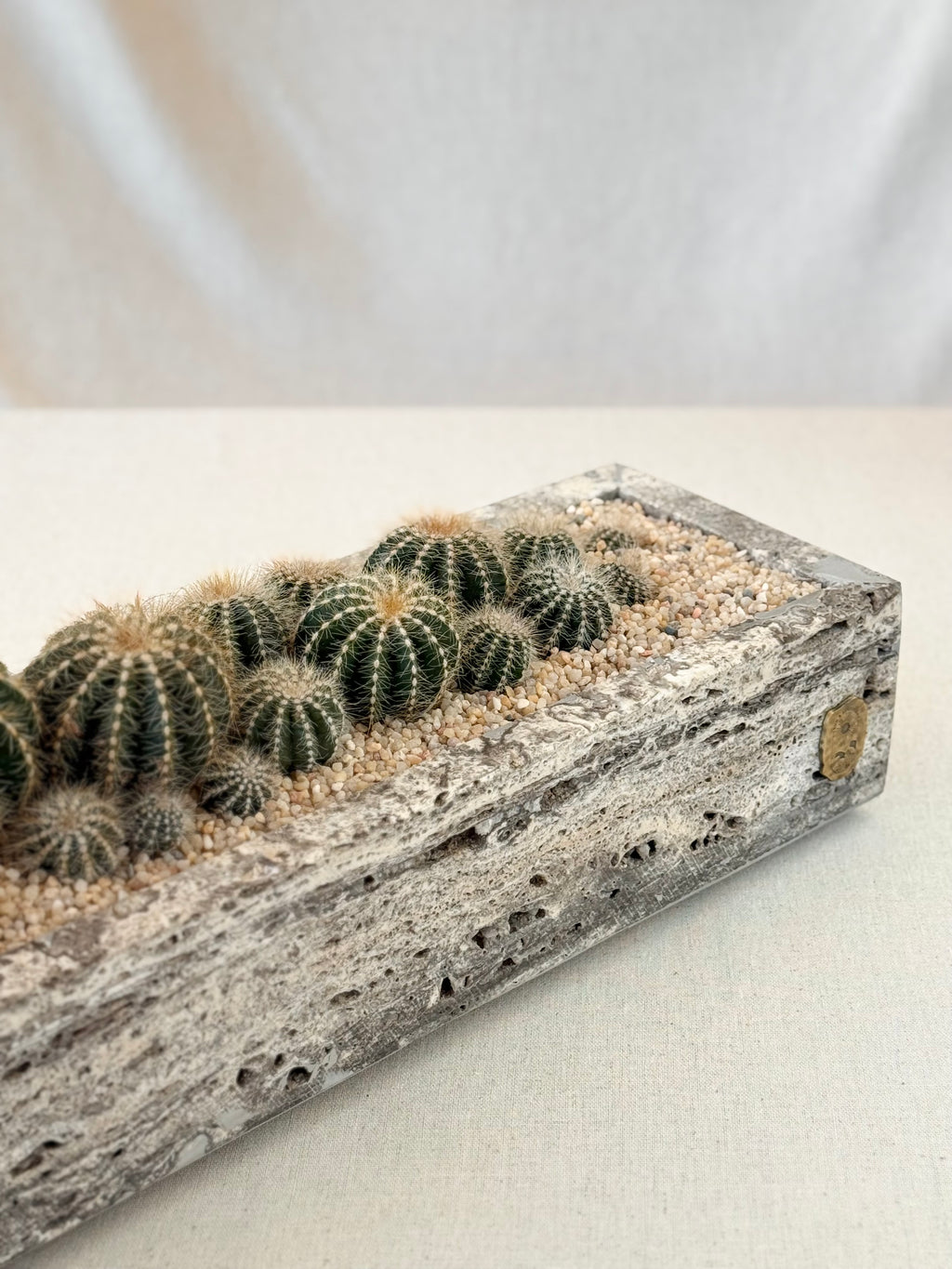 Parodia in Silver Travetine