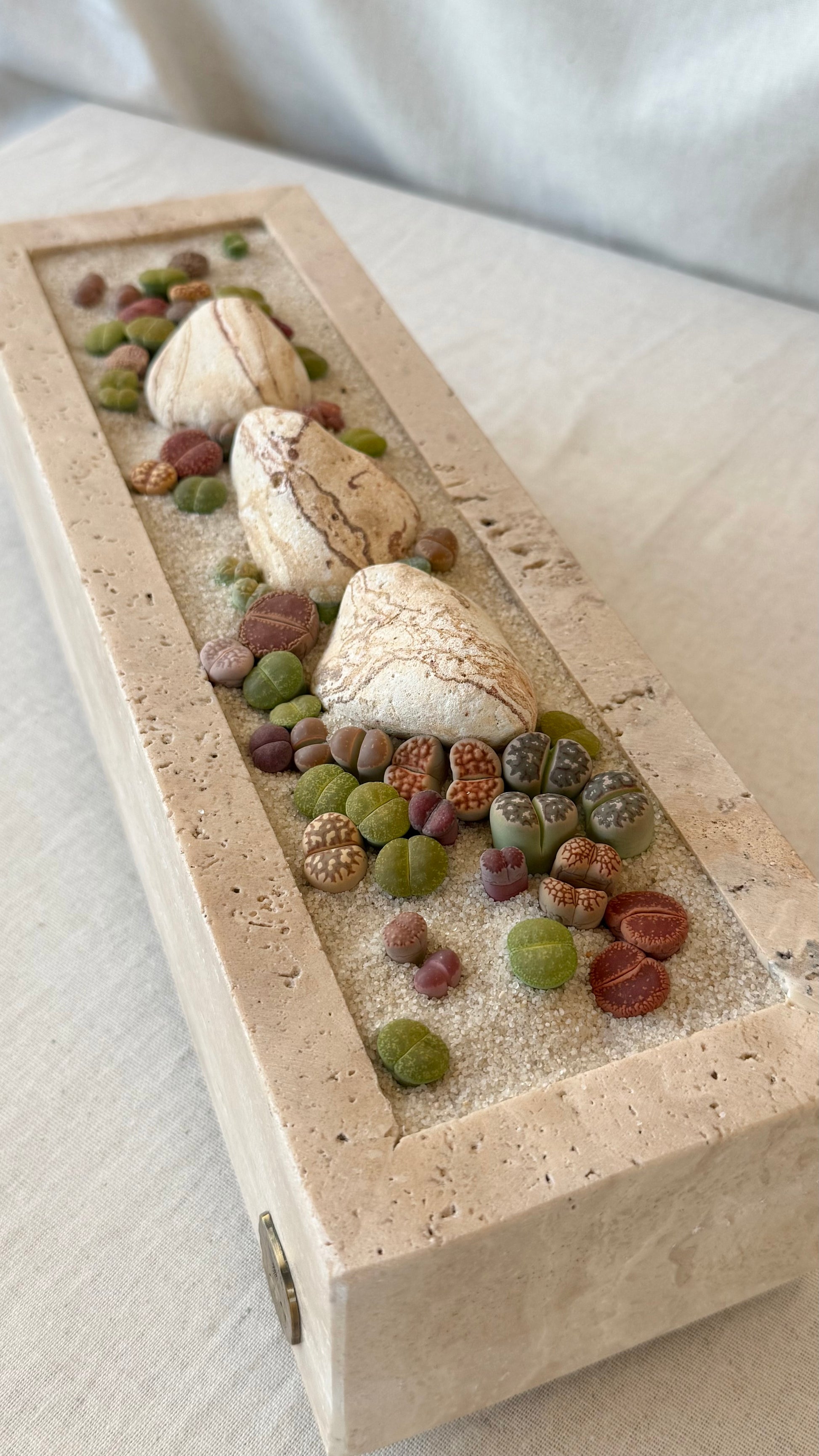 Beige Travertine and Lithops arrangement