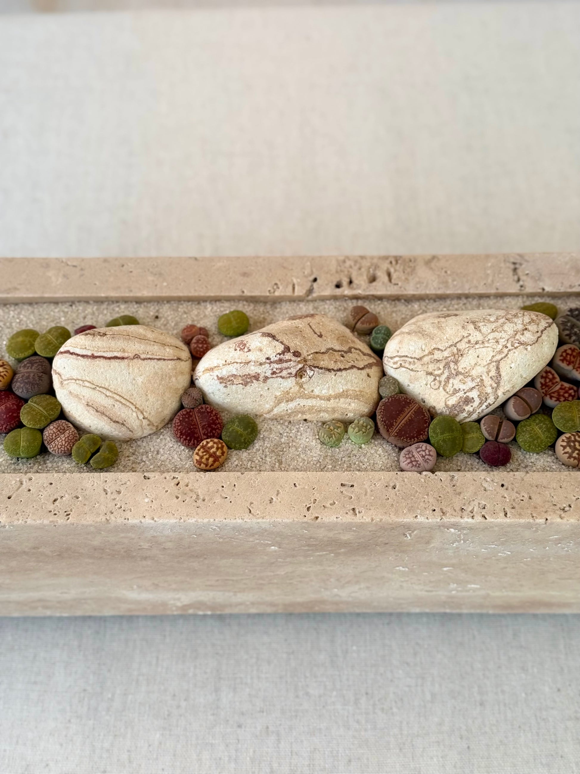 Vibrant Lithops in Travertine