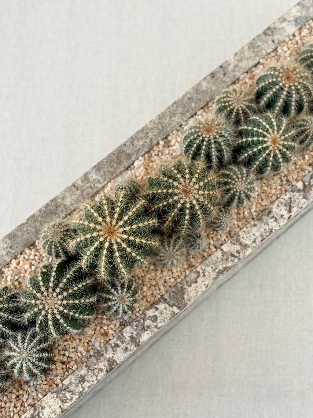 Parodia in Silver Travetine
