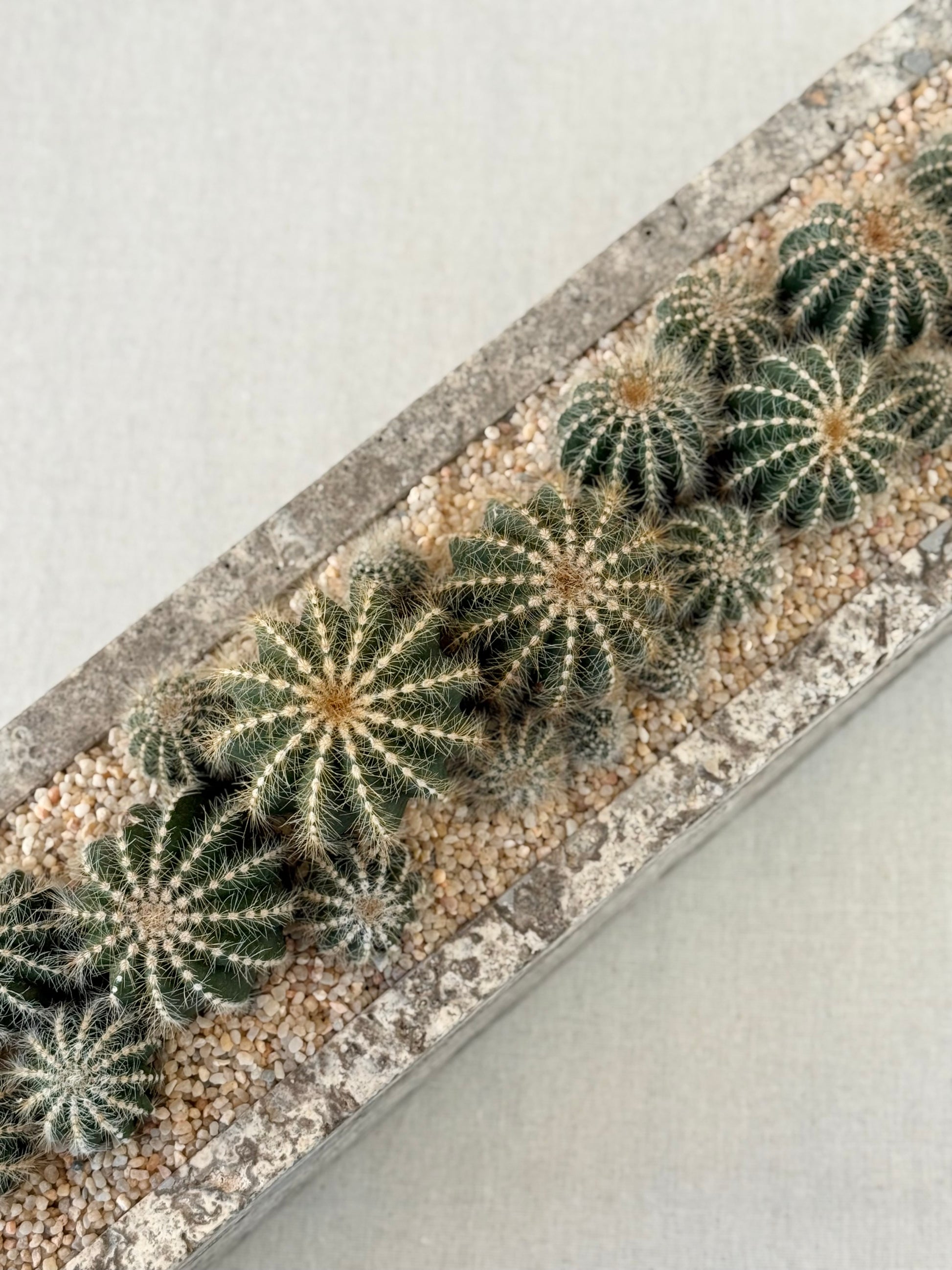 Parodia in Silver Travetine