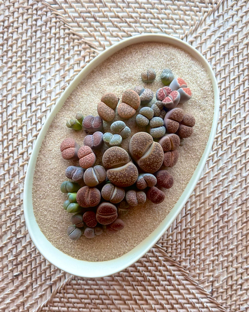 “Living stone” Arrangment