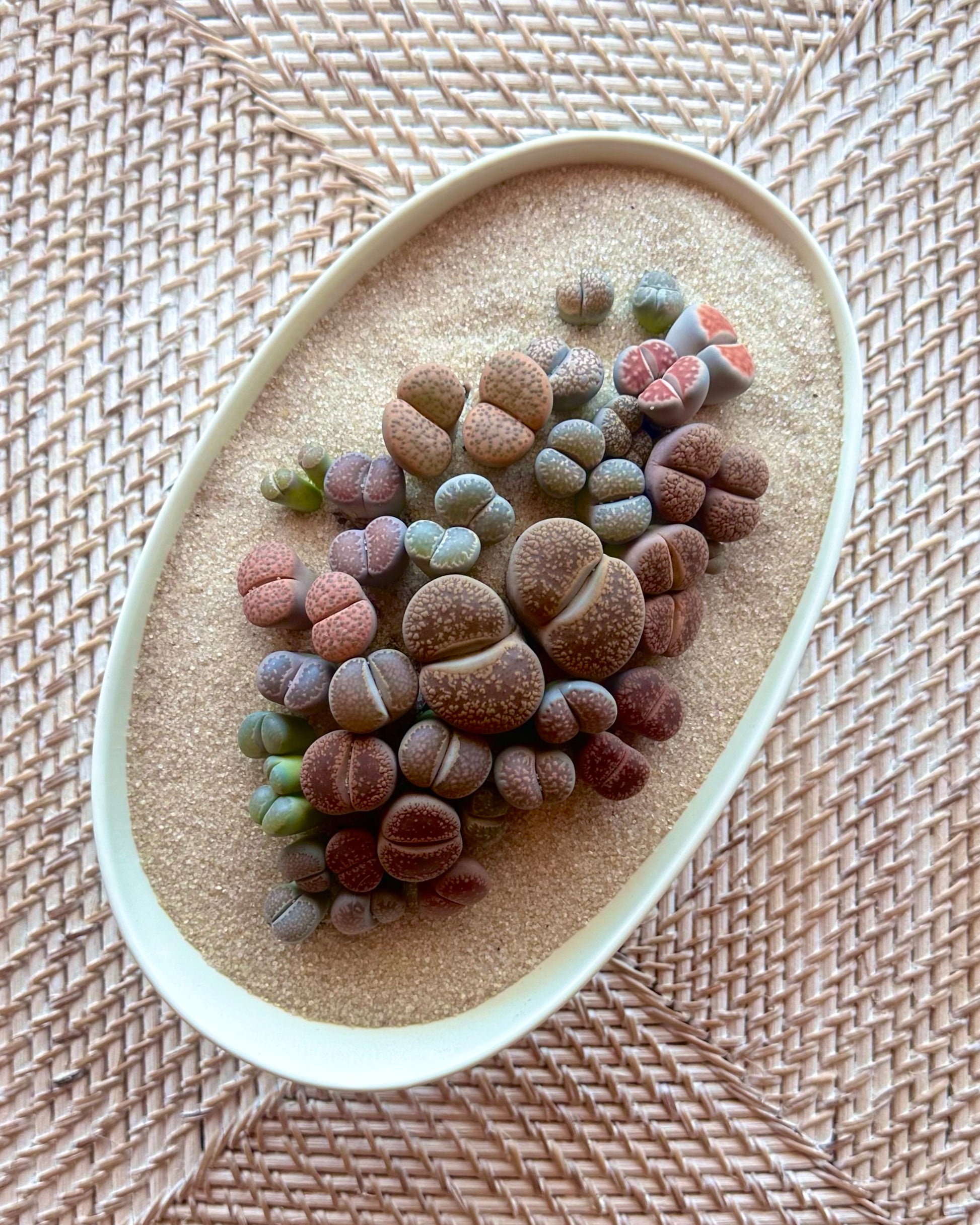 “Living stone” Arrangment