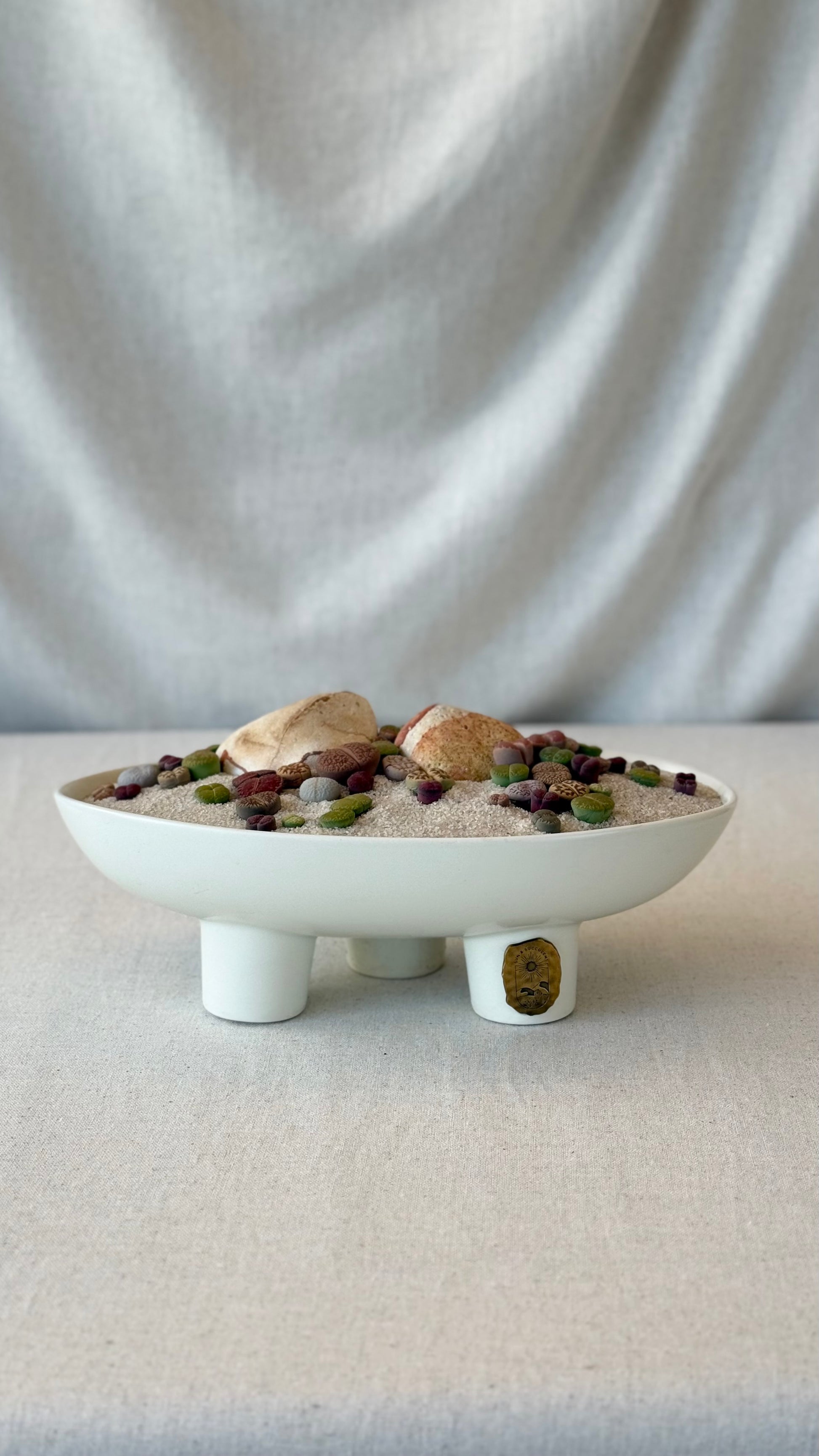 Lithops “Living stone” Arrangment